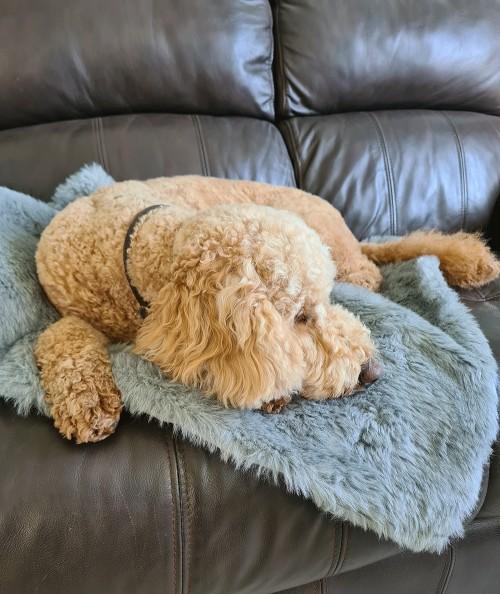 Cosy grey fur dog blanket