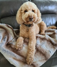 Luxury striped faux fur dog blanket