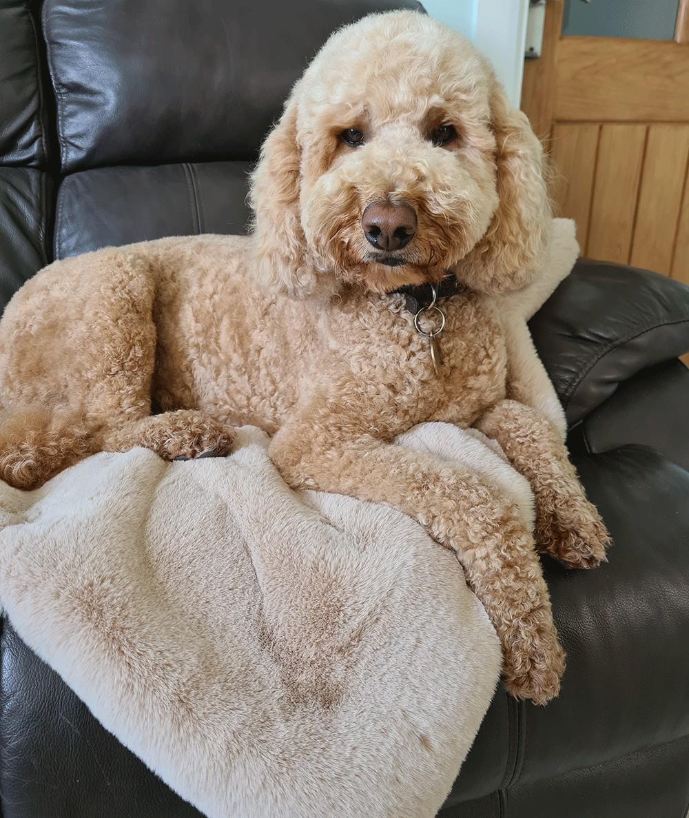 Luxury beige faux fur dog blanket